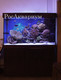 Морской аквариум с рыбками и кораллами