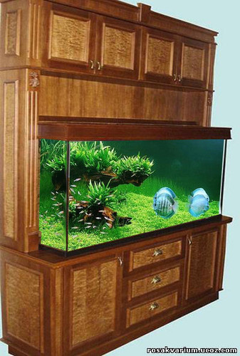 Как встроить аквариум в мебель, образец такого аквариума