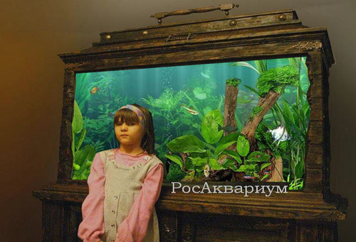 Фотография аквариума в сундуке, авторский аквариум с необычным внешним