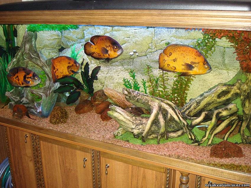 Оформление аквариума / Акваскейп, фото аквариумного дизайна
