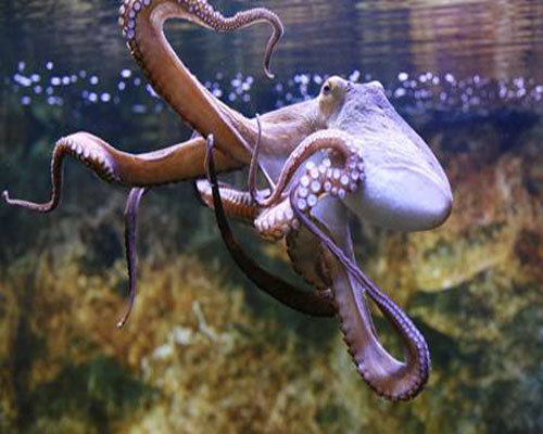 осьминог аквариумный