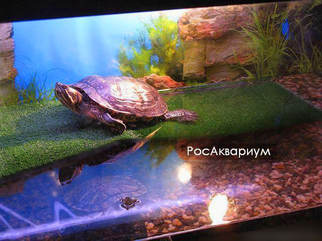 Аквастекло: дом для красноухой черепахи и растений : Экзотика : Животные : luchistii-sudak.ru